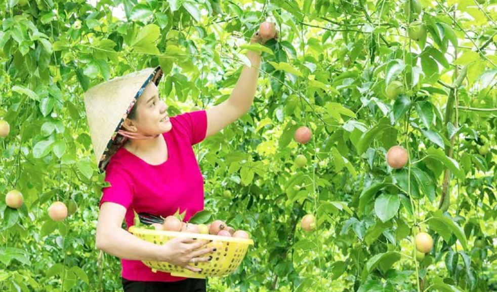 Xây dựng thương hiệu:   Yếu tố sống còn của nông sản Việt